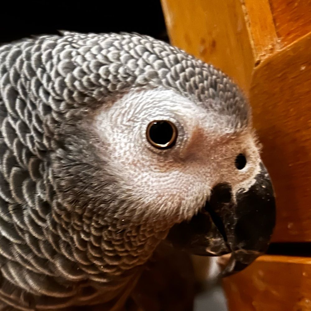 Zo