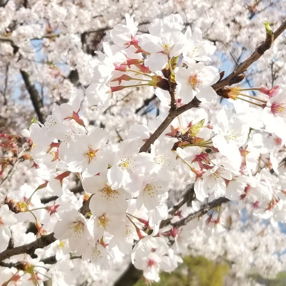 アルト