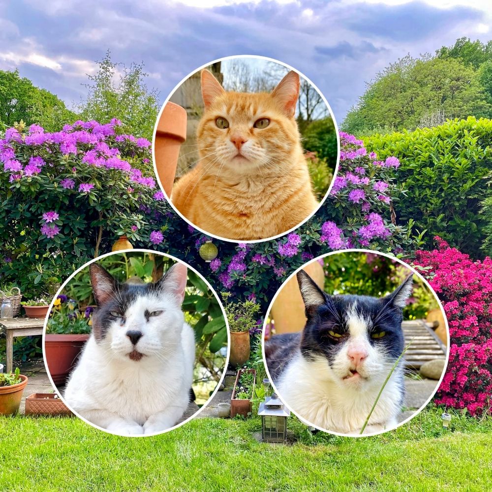 Giuseppe, Rudi & Hannes
