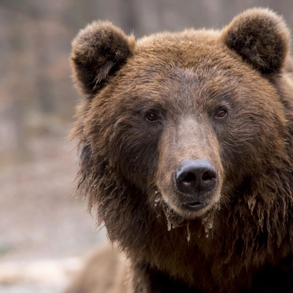 L'ours