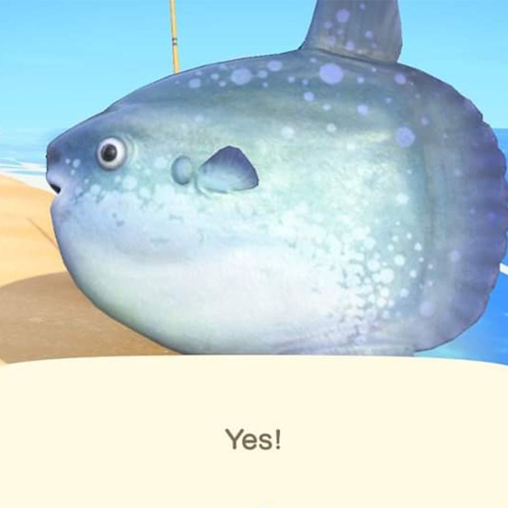 DCFish