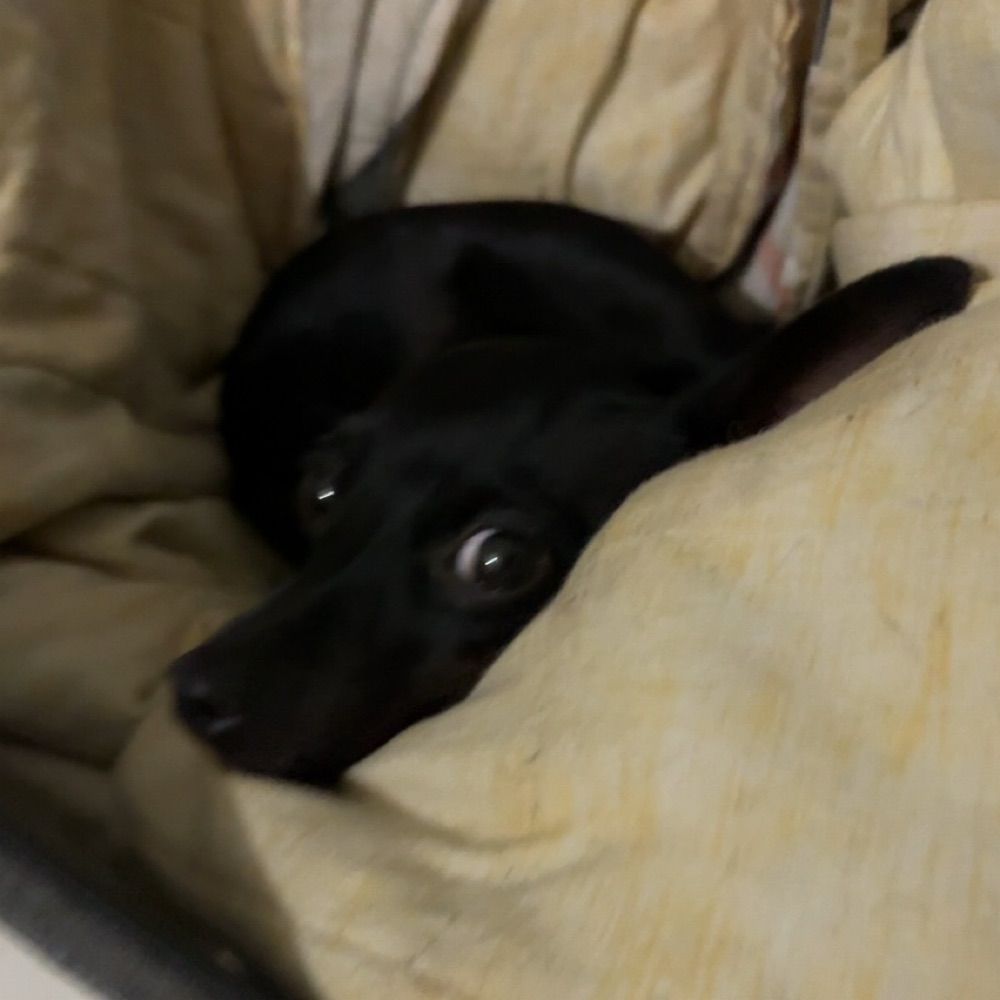 Cacau