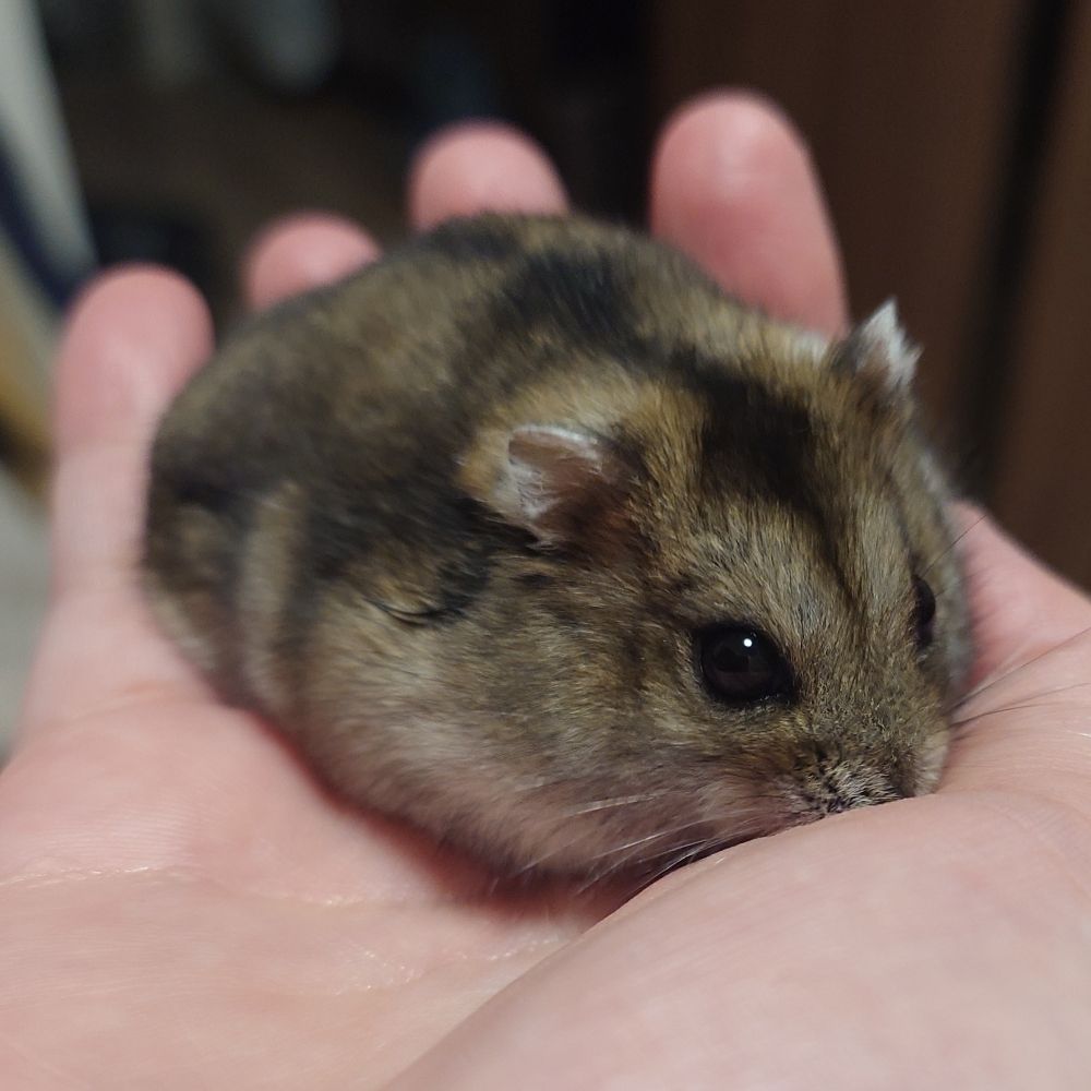 まこ