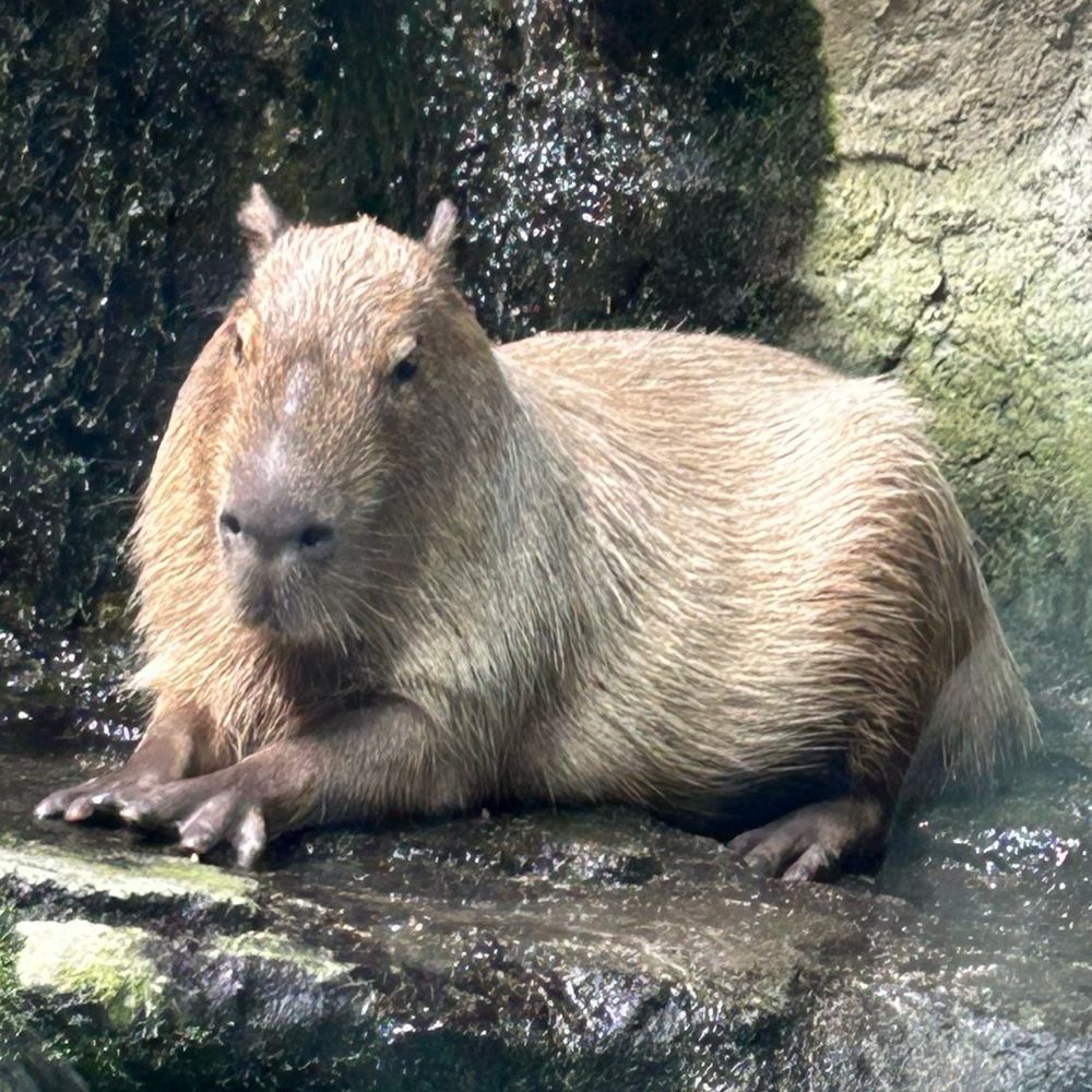 ぱすたさん