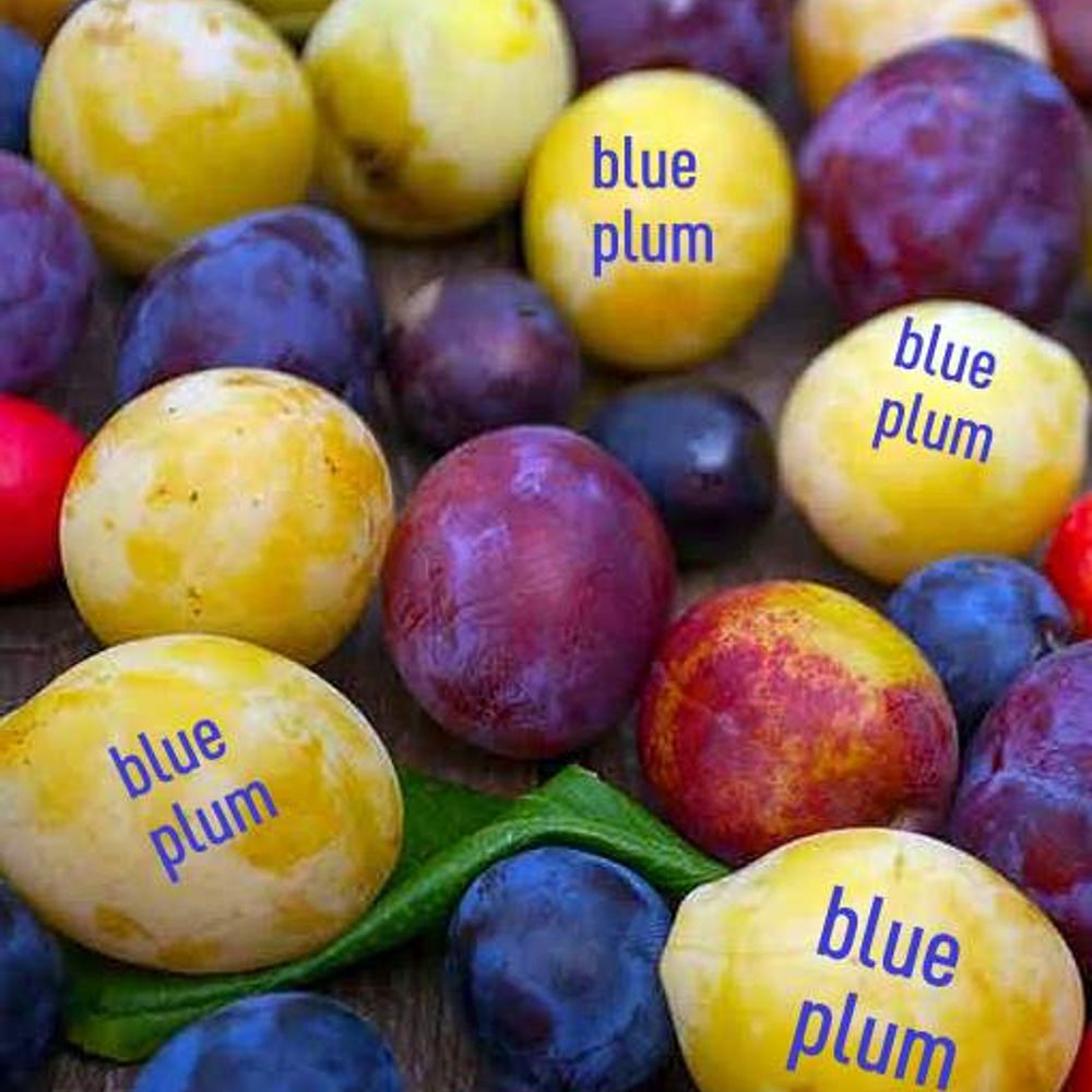 Blue Plum