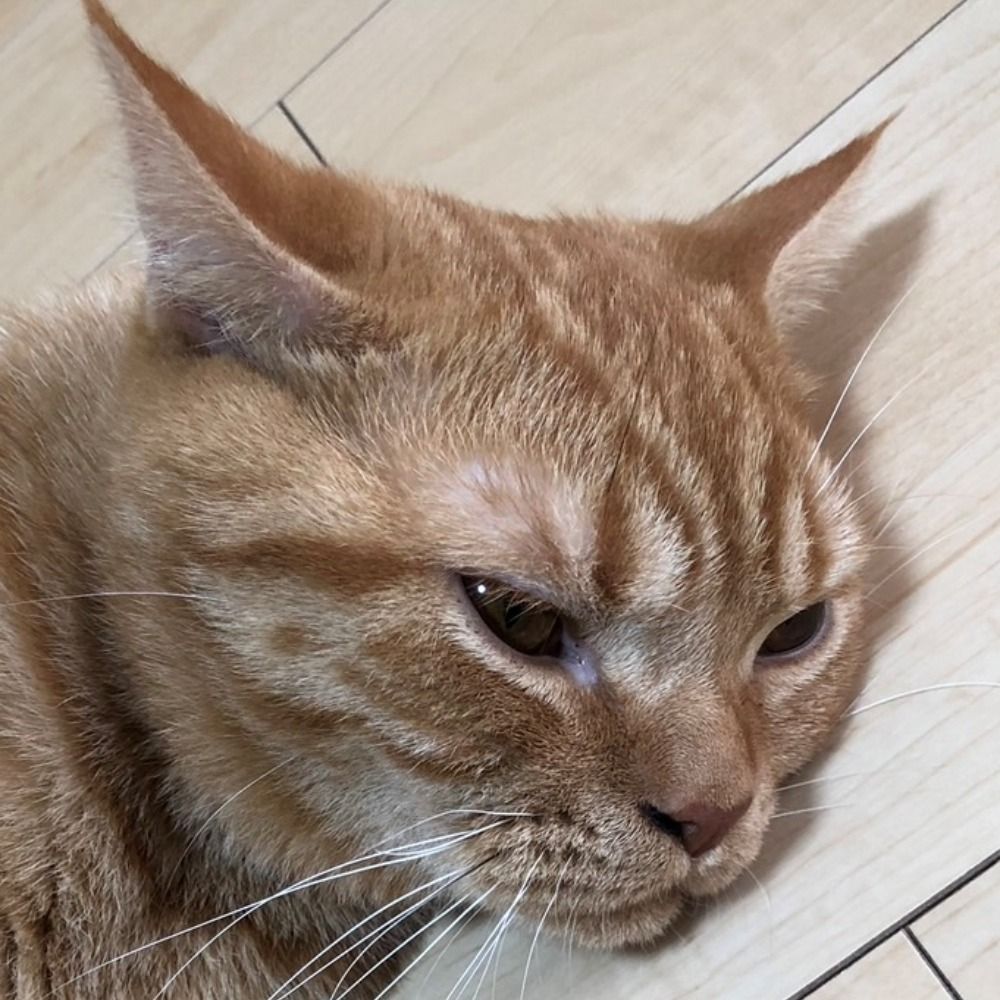 Syutaro