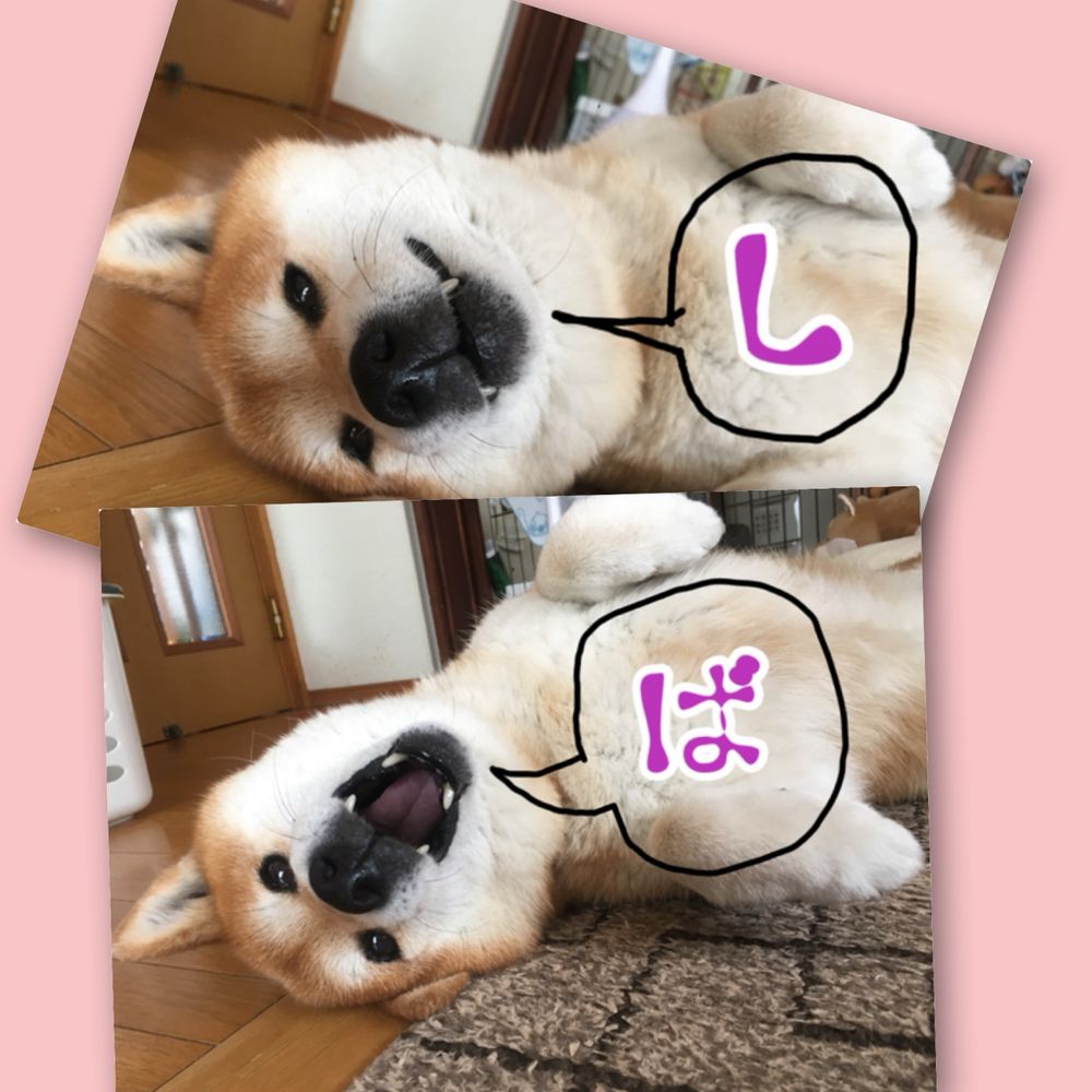 さのこ。