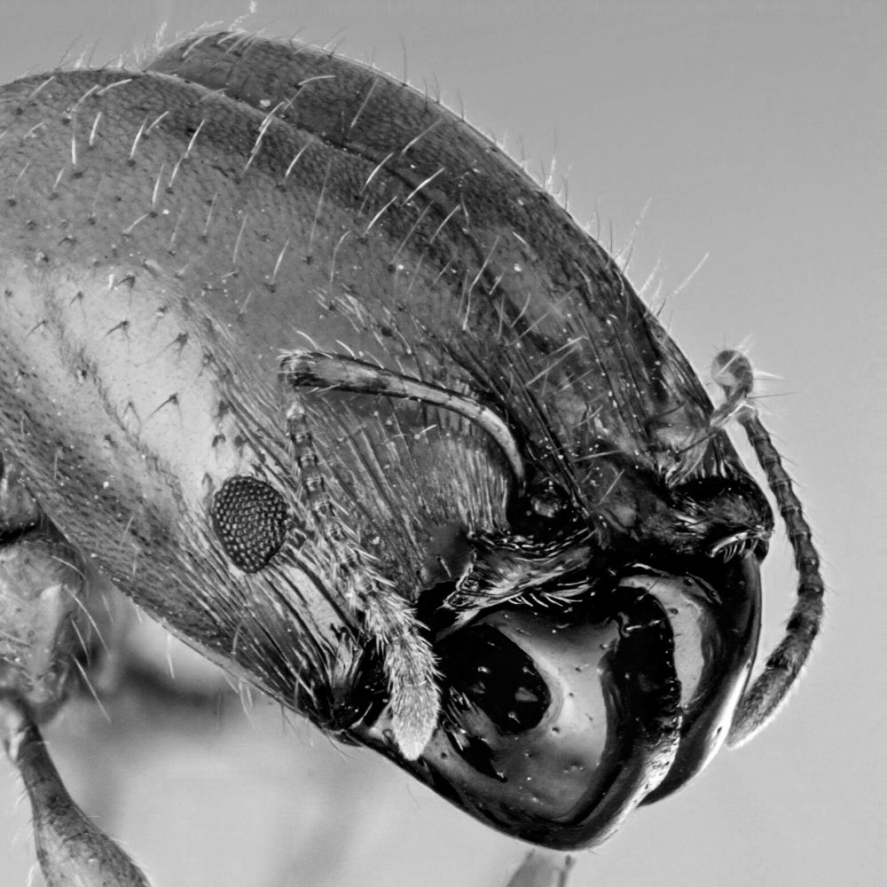 Void Ant