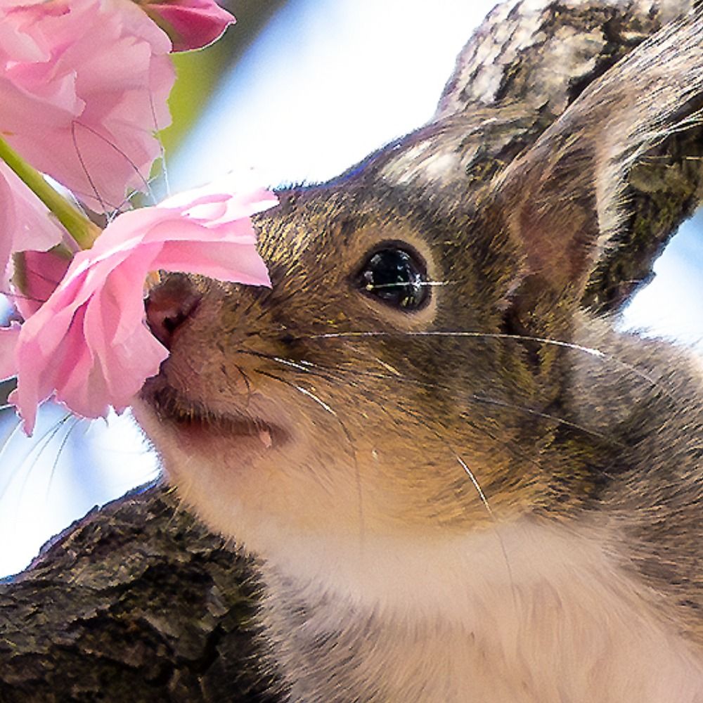 るる🦋🐿🌼🇯🇵