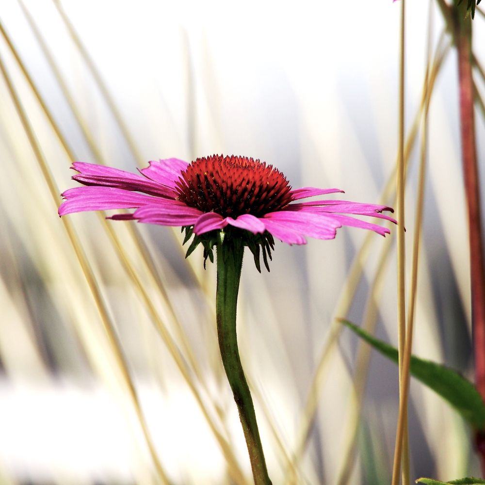 tetonrose.bsky.social profile picture