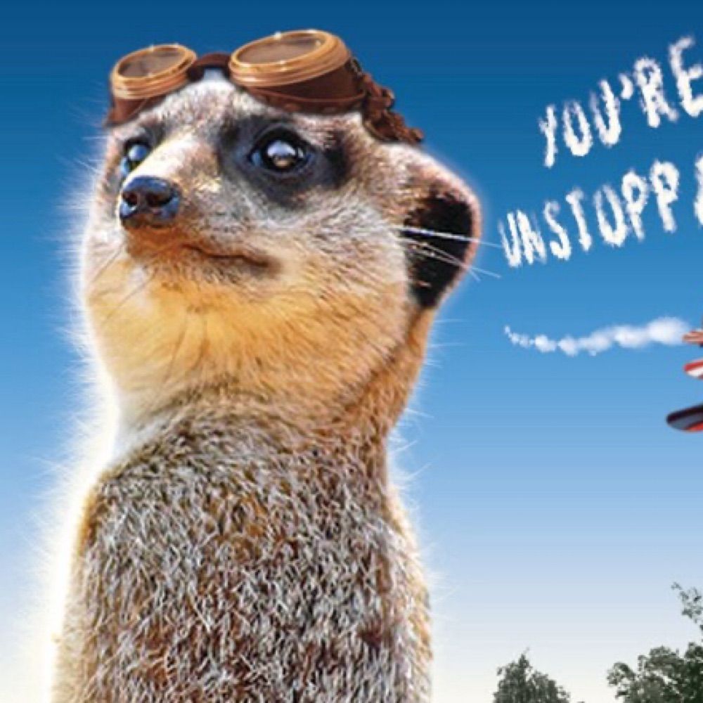 maverickmeerkat