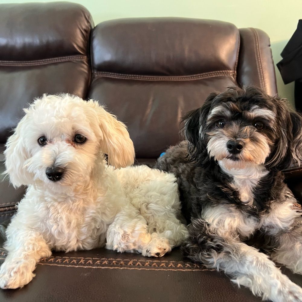 Maltipoo