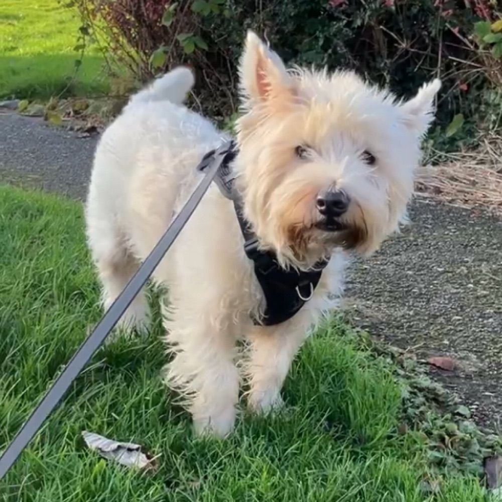 Fergus The Westie