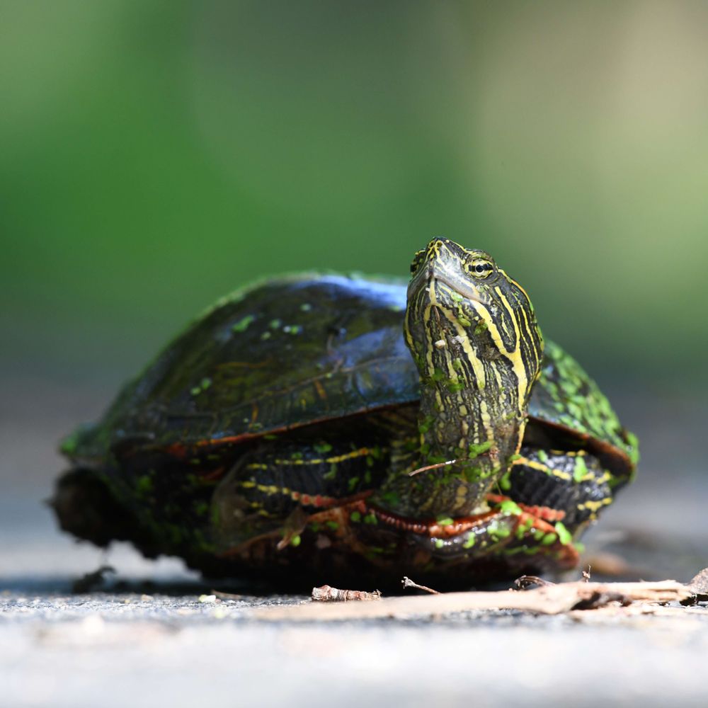 boneturtle
