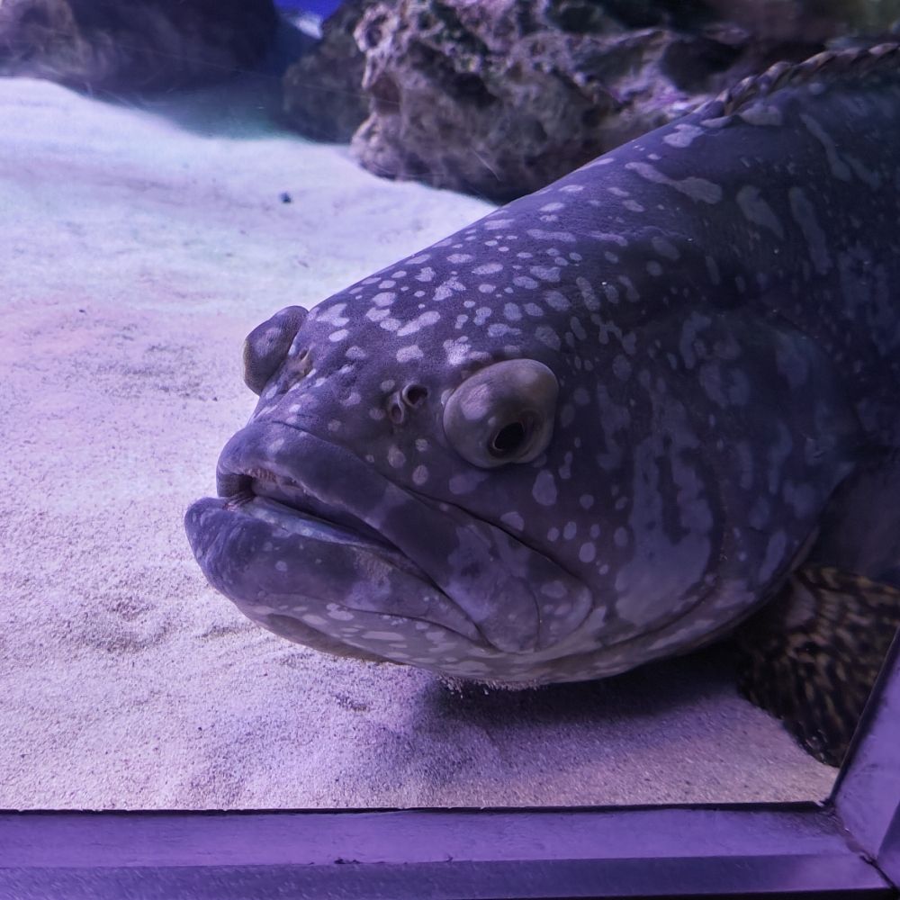 もちぐみ