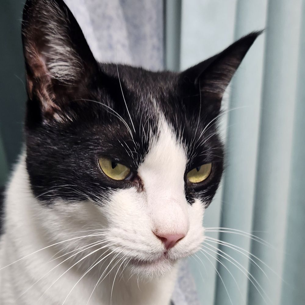 pitゲームとねこ