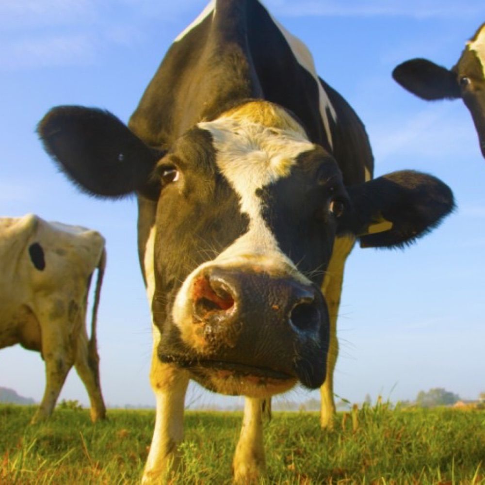 Antisemitism Cow