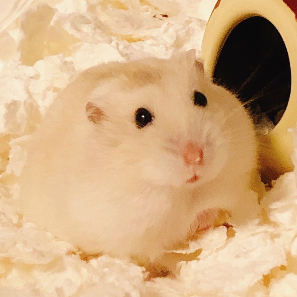 のぴ