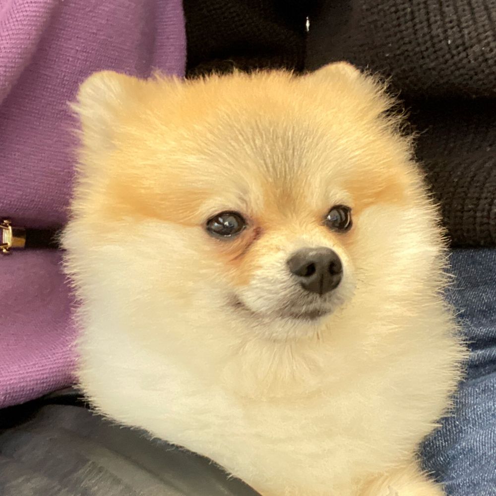 ゆずこ