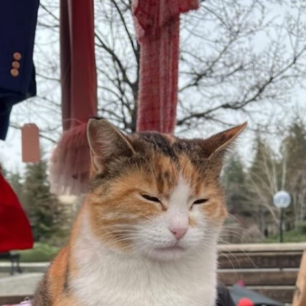 Burcu