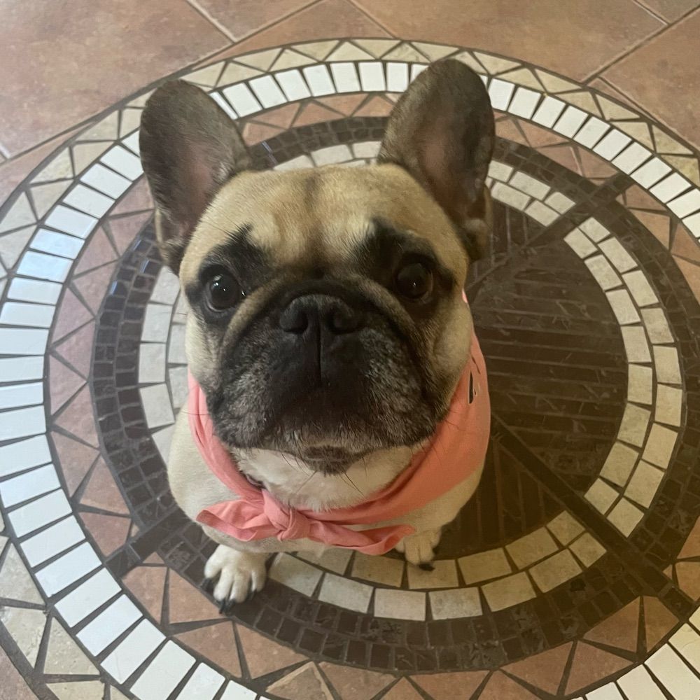 Penelope Pom Pom