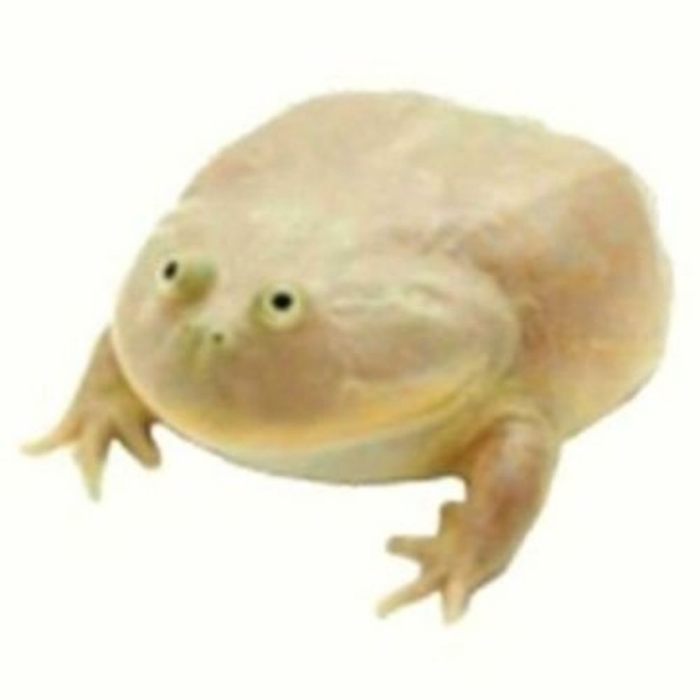 saltyhalaman