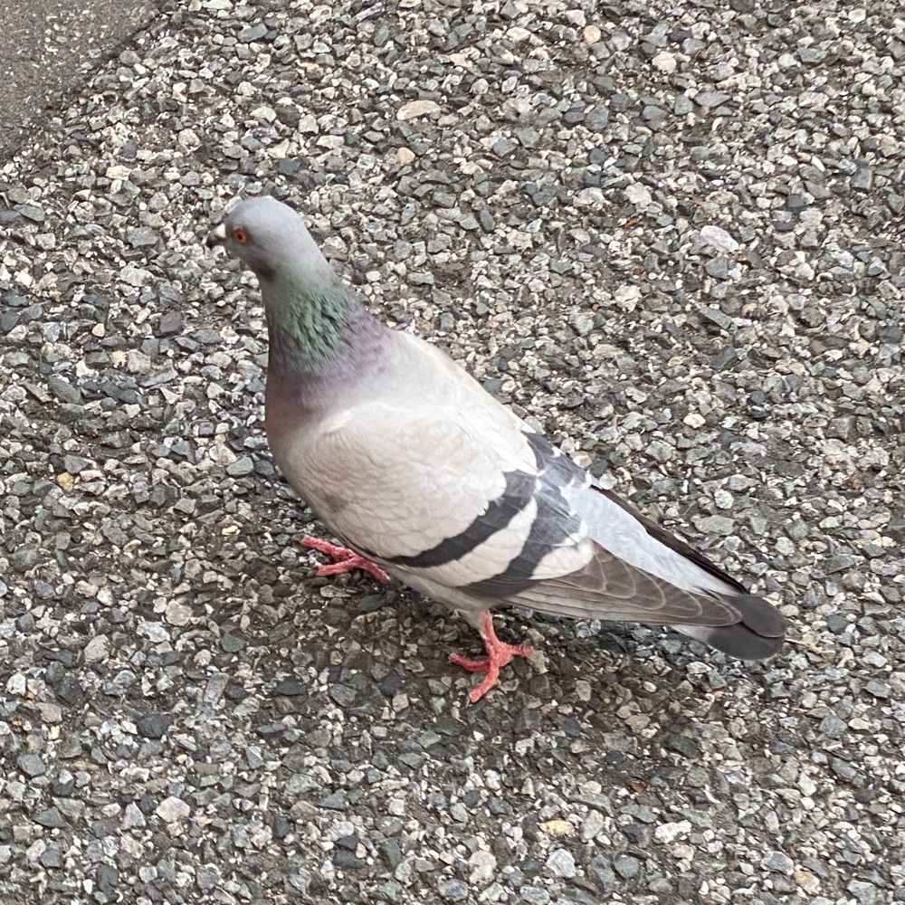 はと