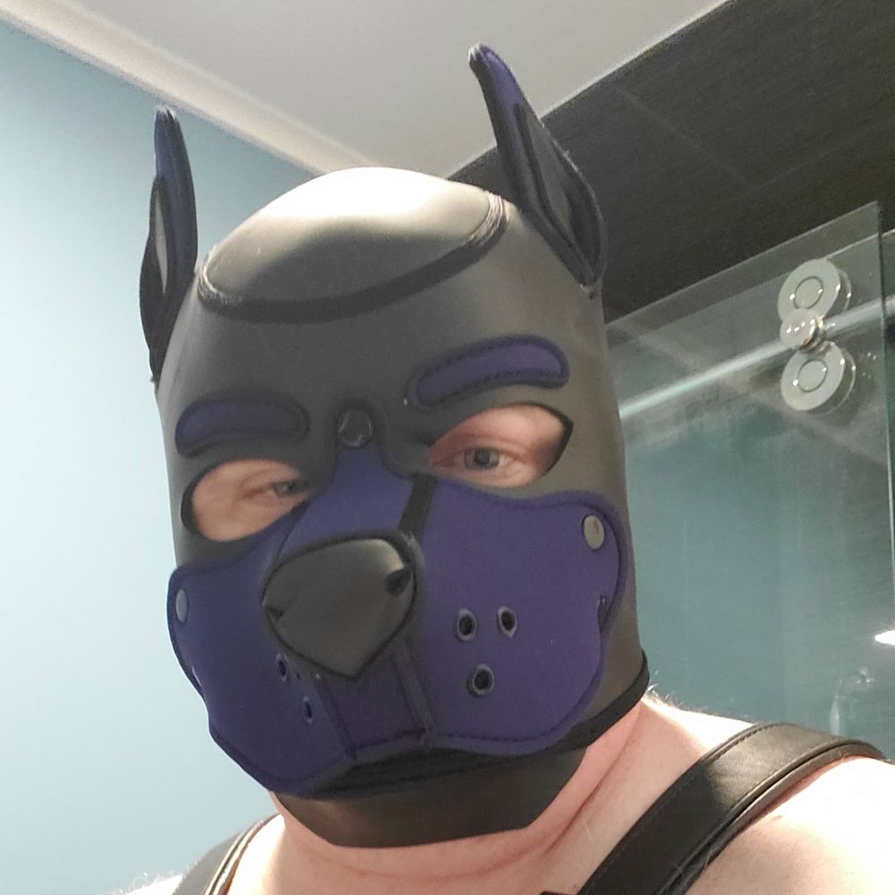 OCBearPup