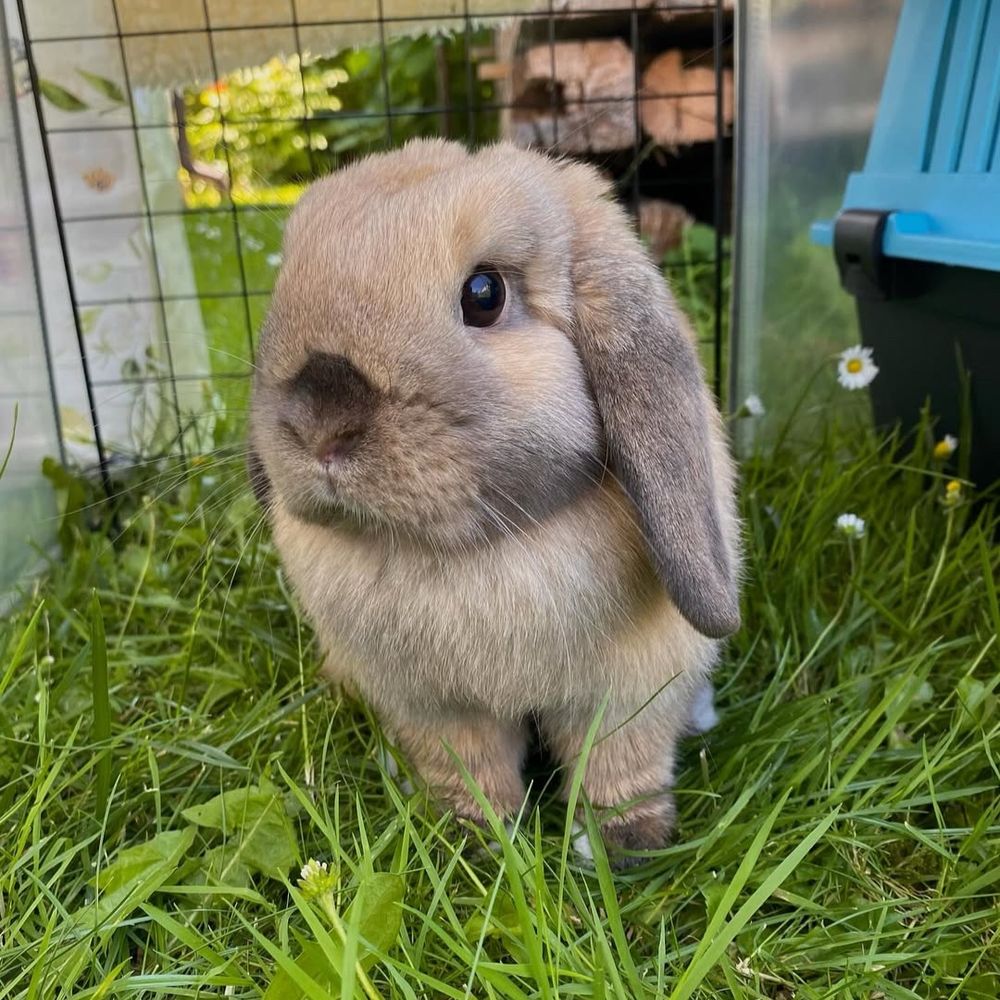 Crazybunny_lady 🐰