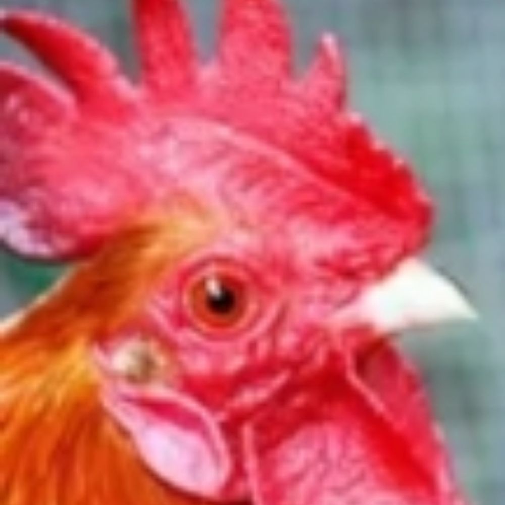 chicken [🏳️‍⚧️]'s avatar