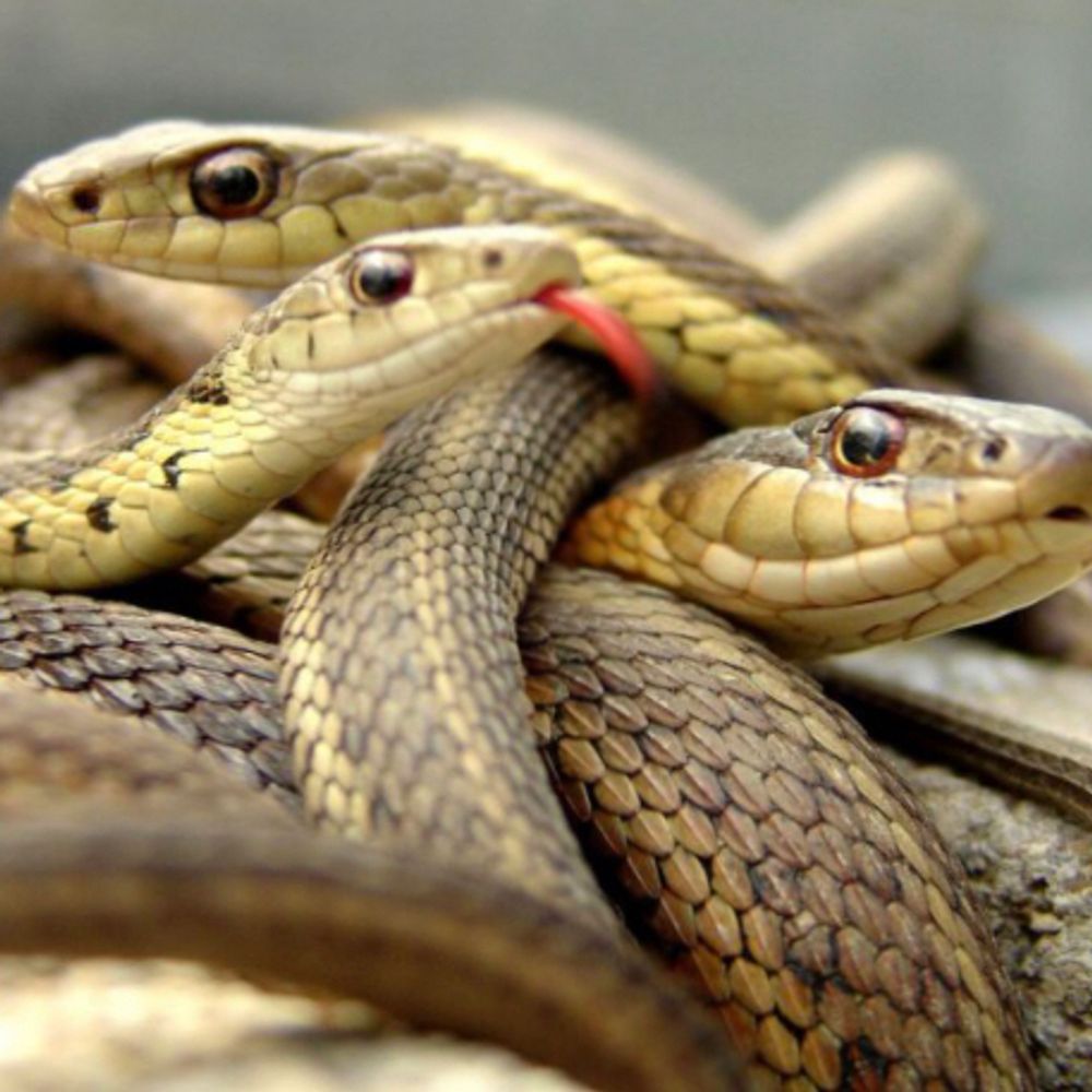 Snakes