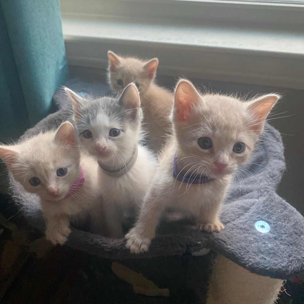 Cat Mom
