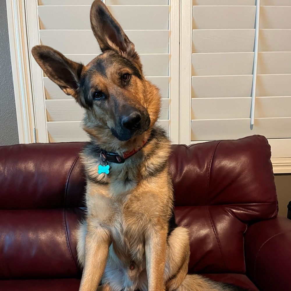 MichelleHappyDog