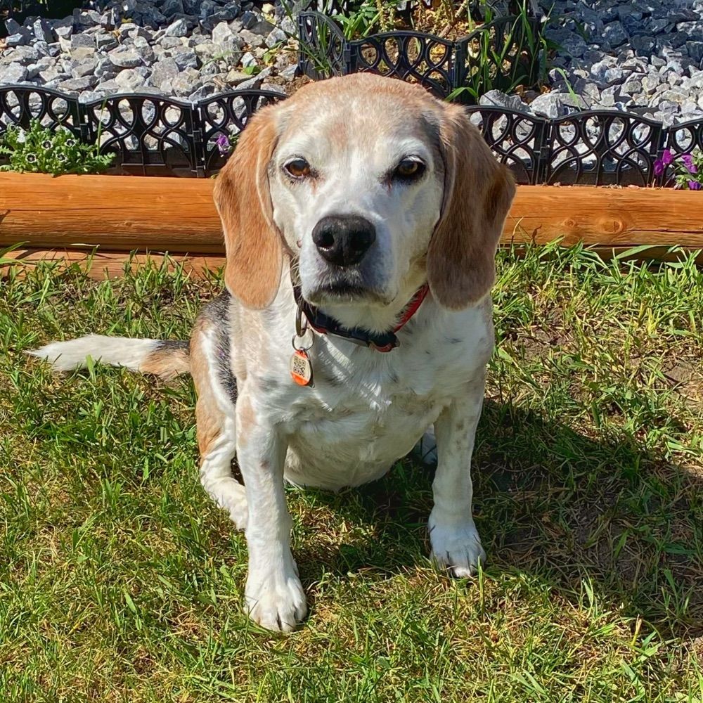 Brenda aka Beaglemomma