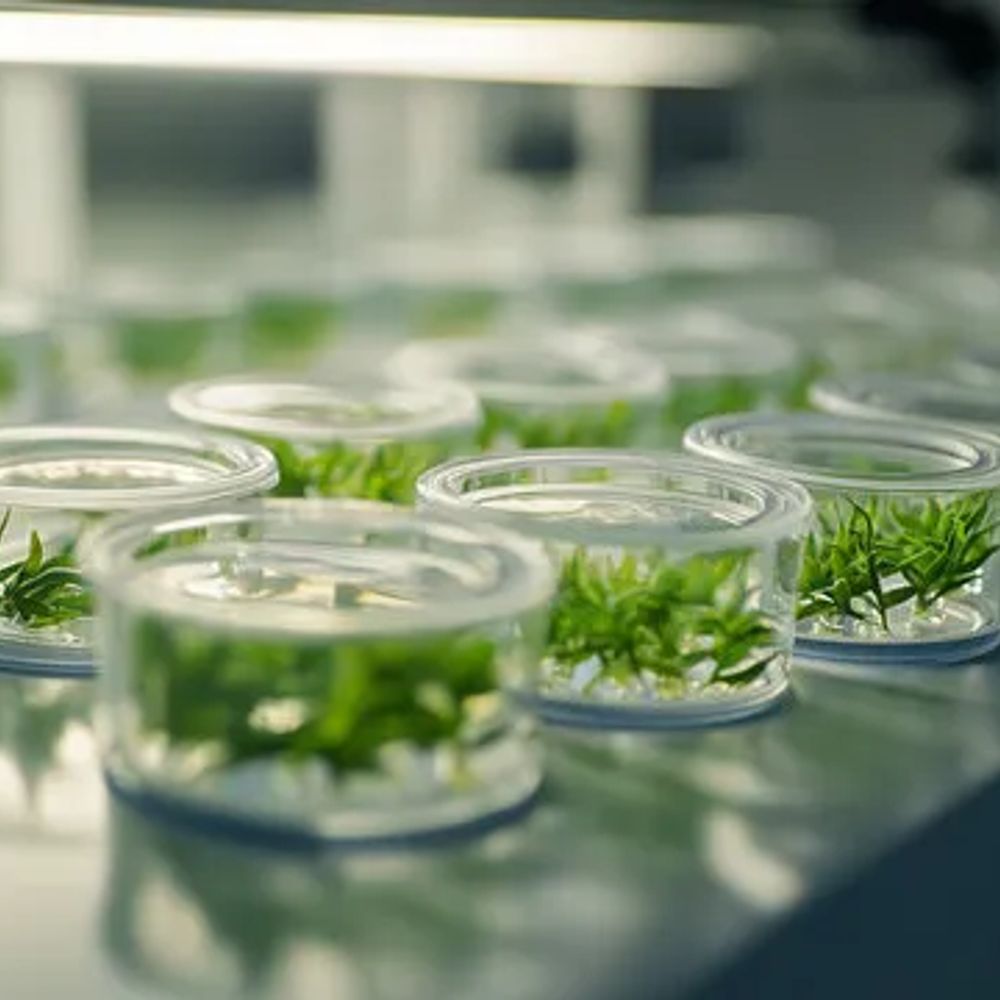 InVitroGrower
