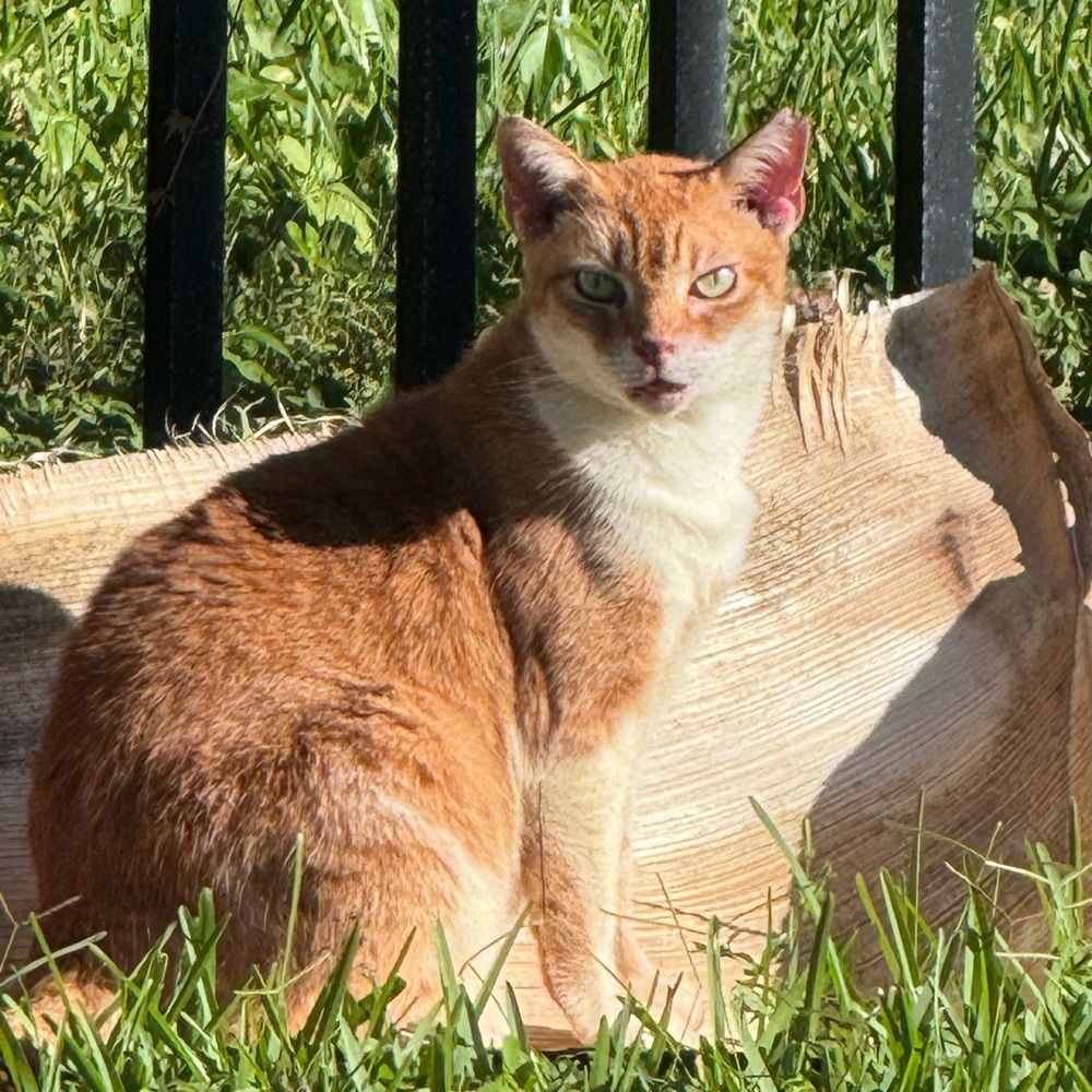 Henry David Thoreacat