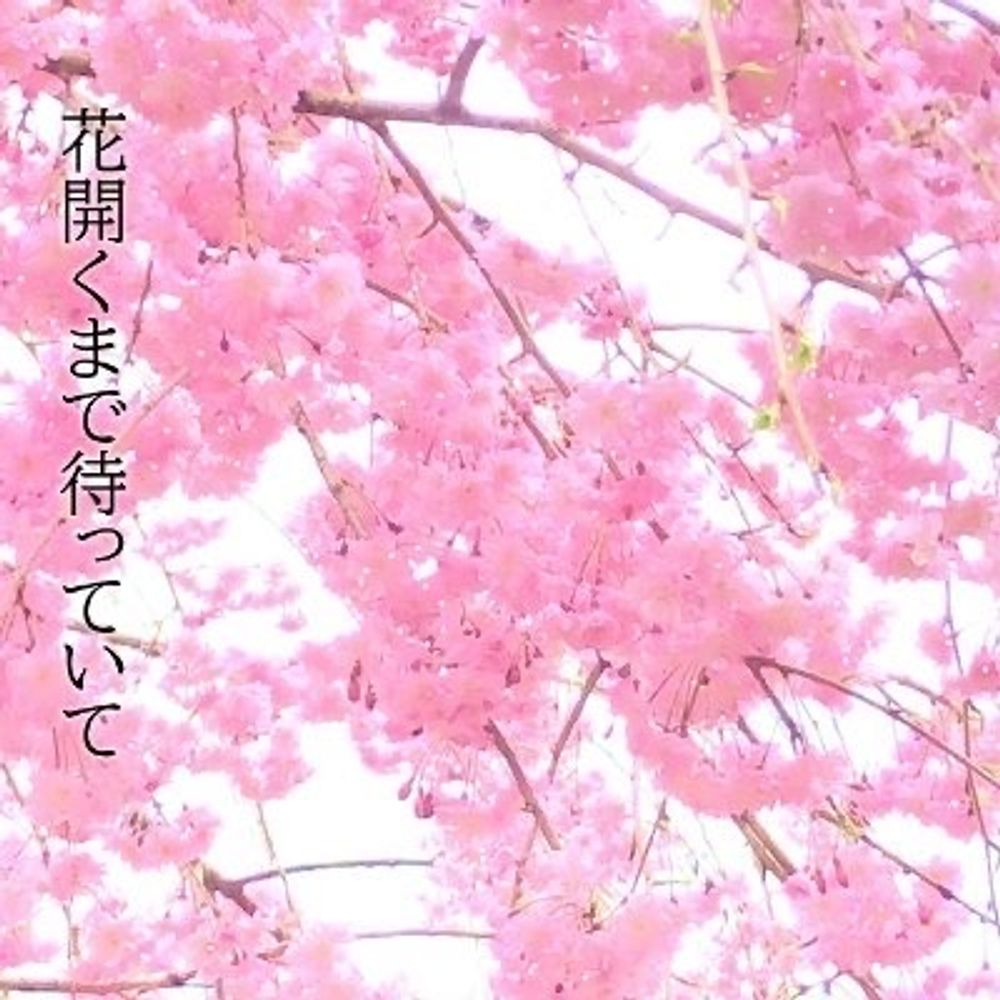 ノヒロ