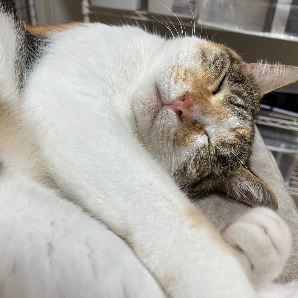 えーあい⛏️🐱💦