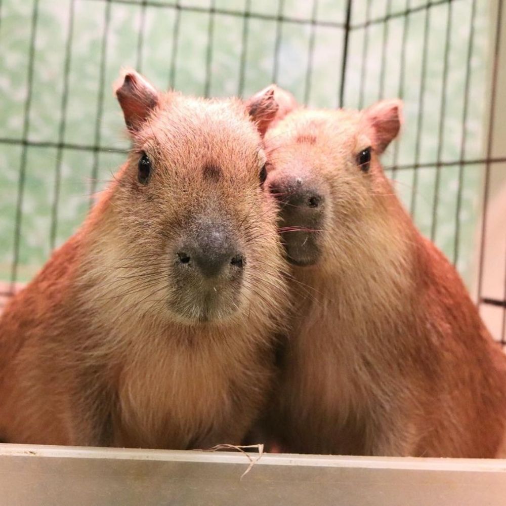 Capybara World
