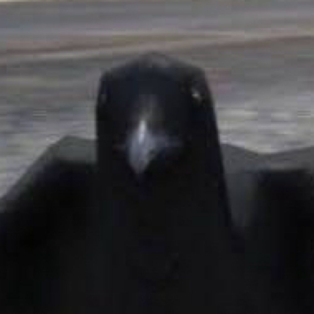 the bird guy