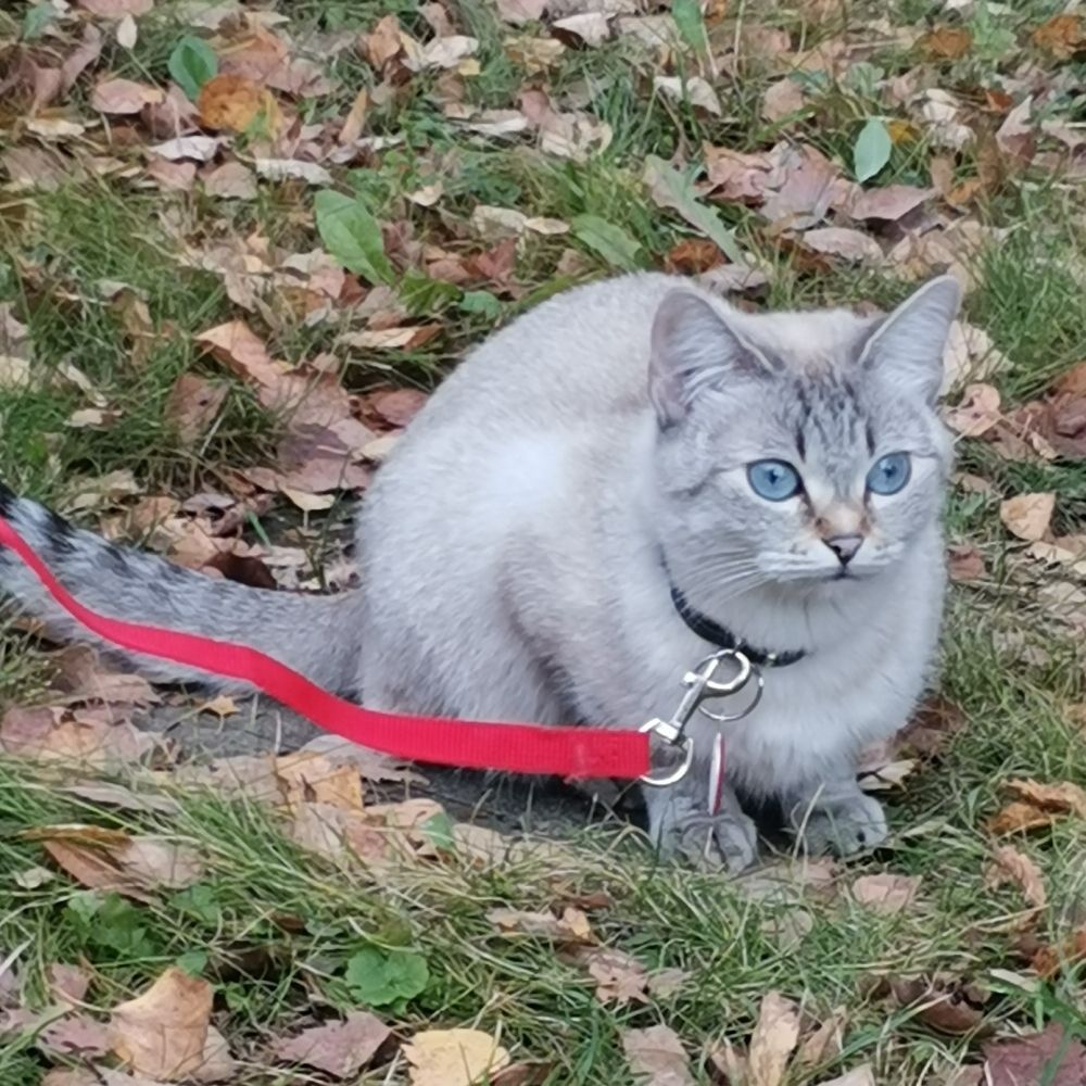 Maraliya 