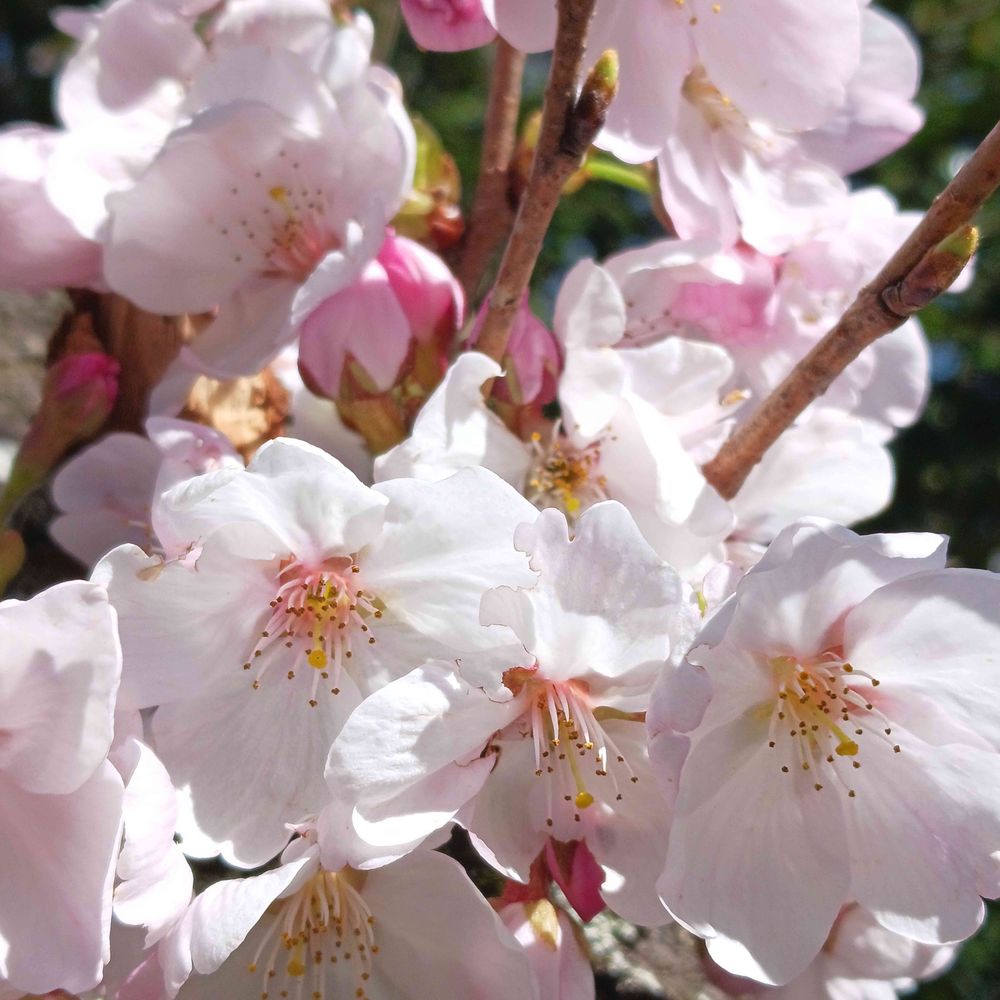 【公式】桜花飴工房