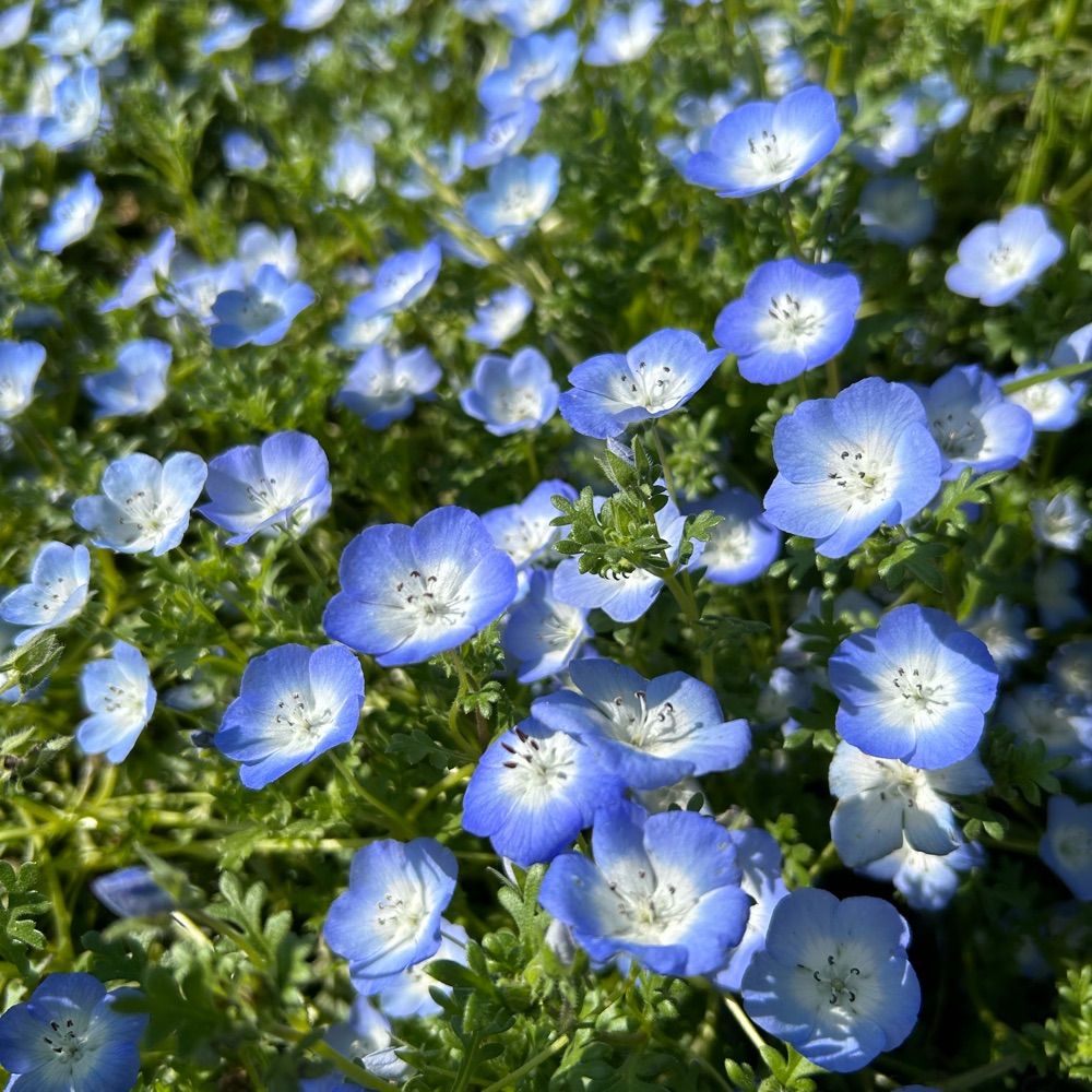 まもり