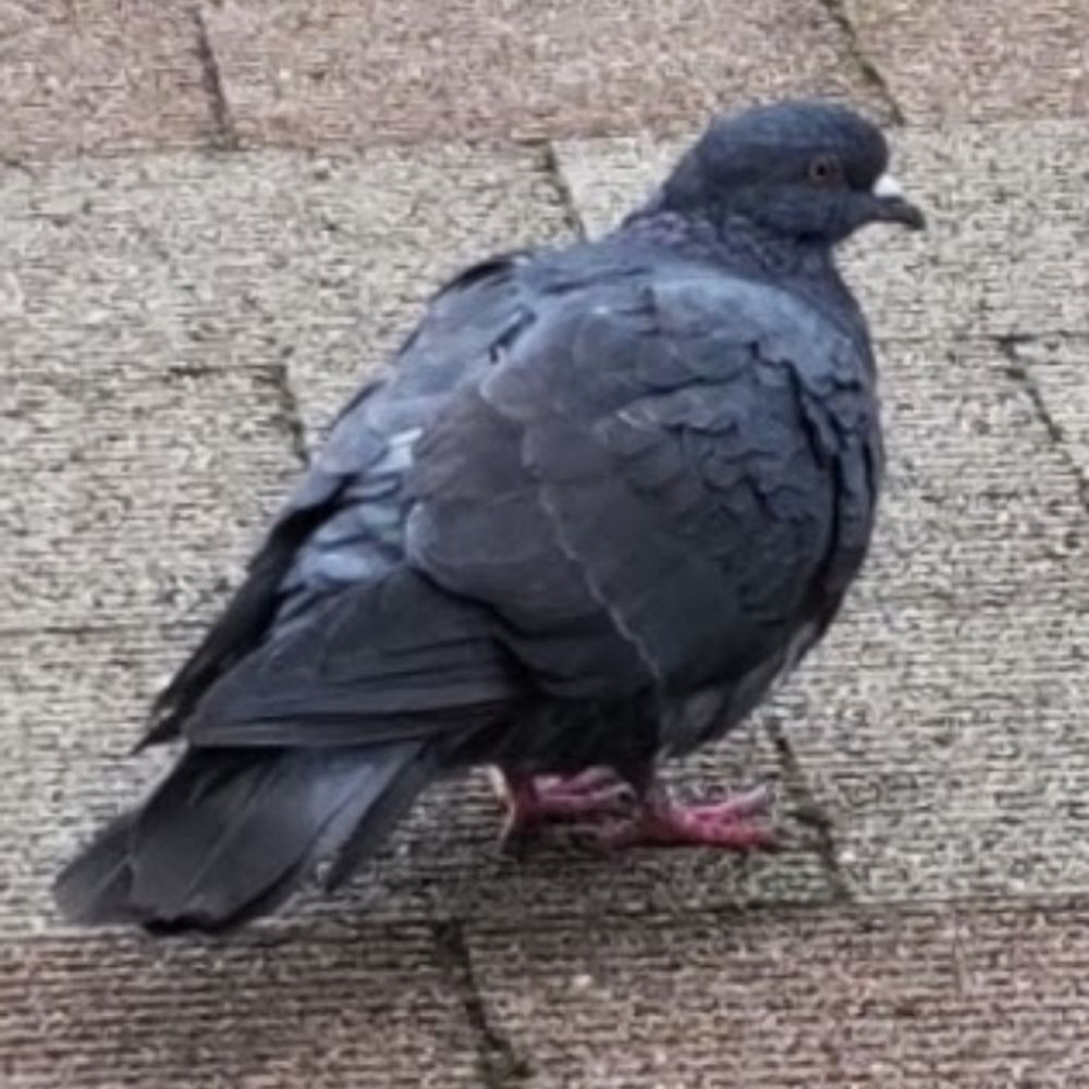 めう