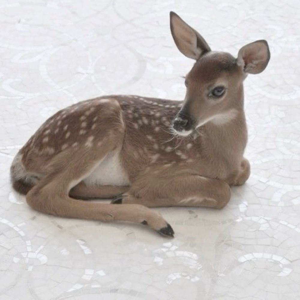 fawn ♡