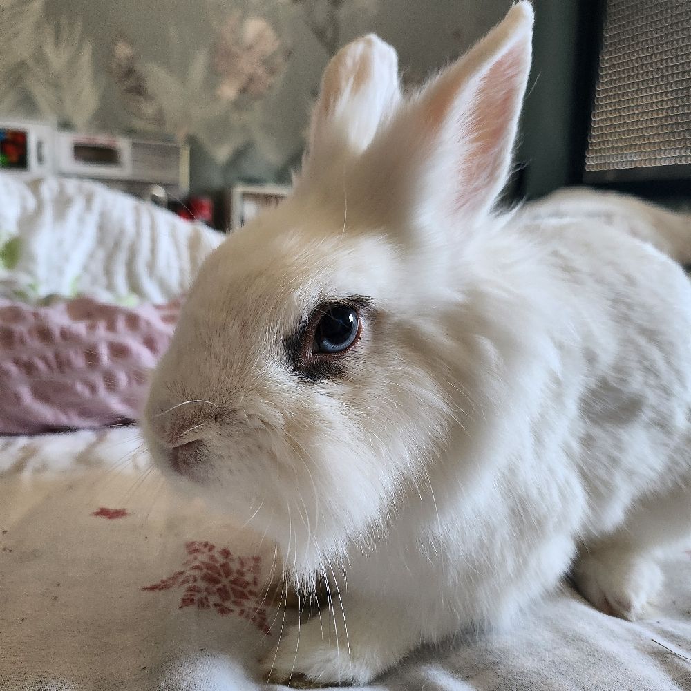 Verenka 🐇🇵🇱