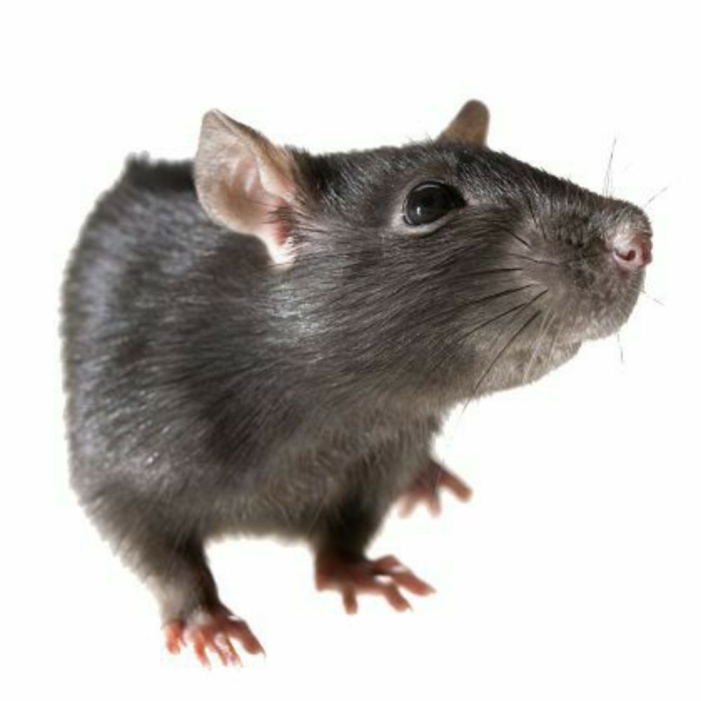Kim mouse