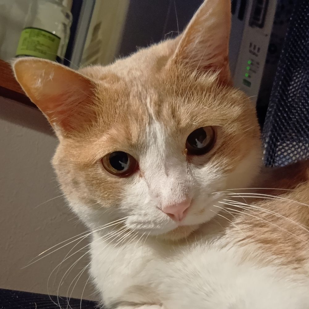 猫にゲーム