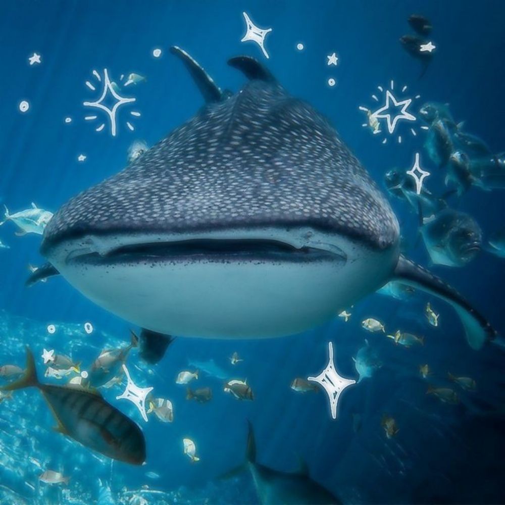 whaleyysha
