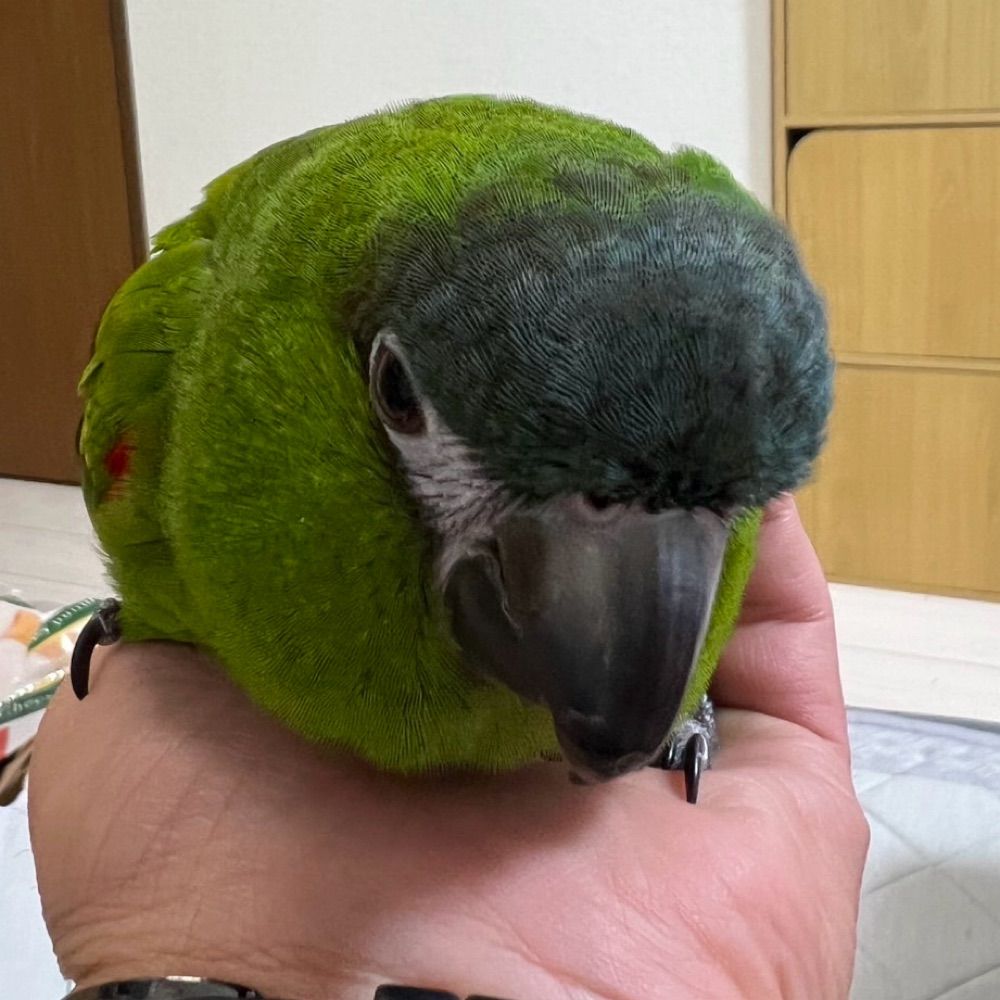 もかちゃん